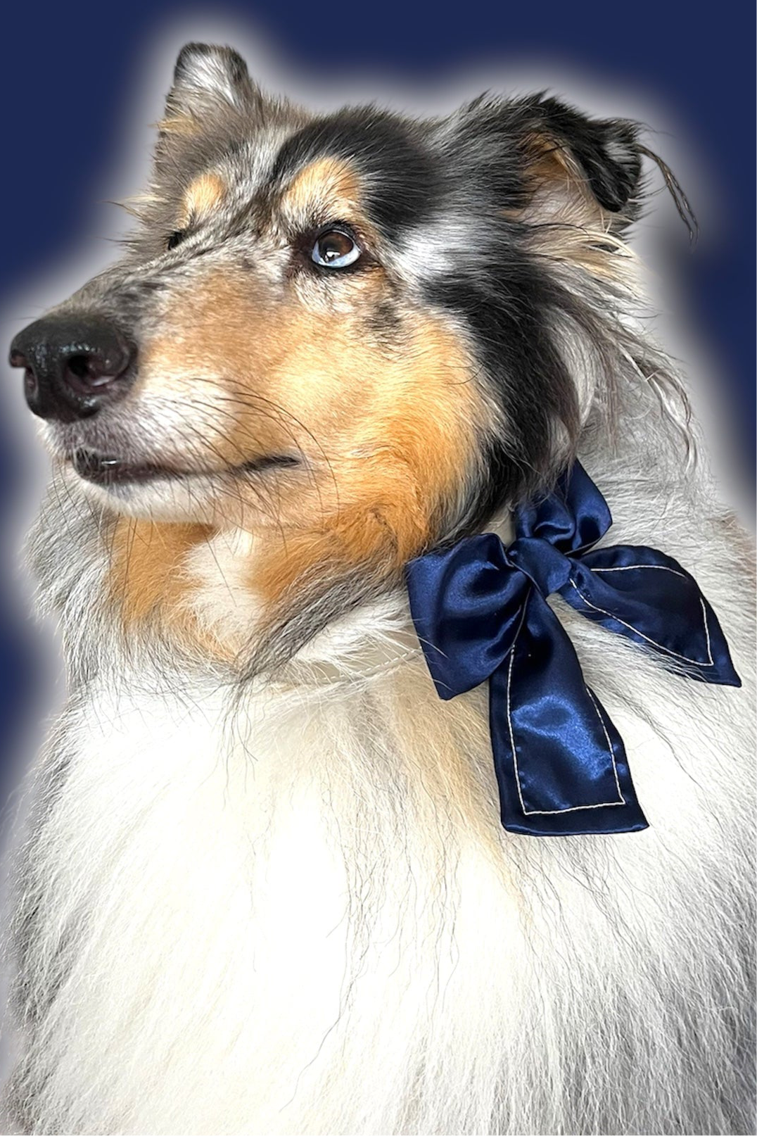 Midi Bows