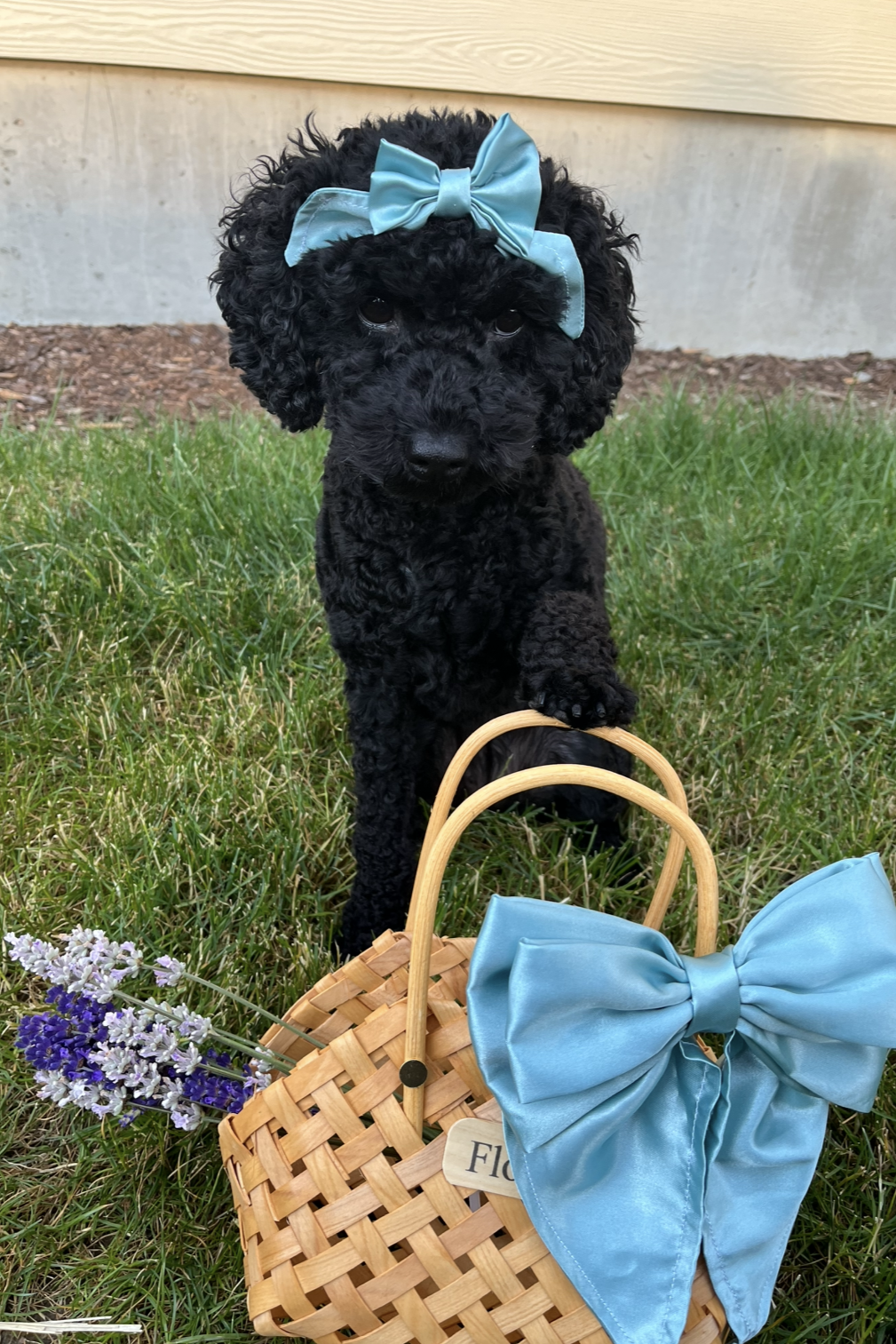 Mini Bows