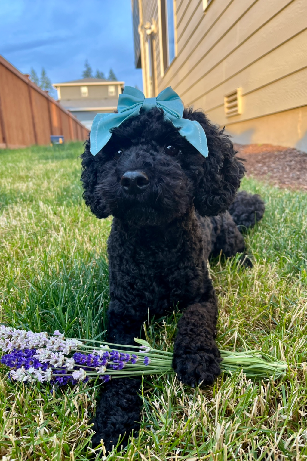 Mini Bows