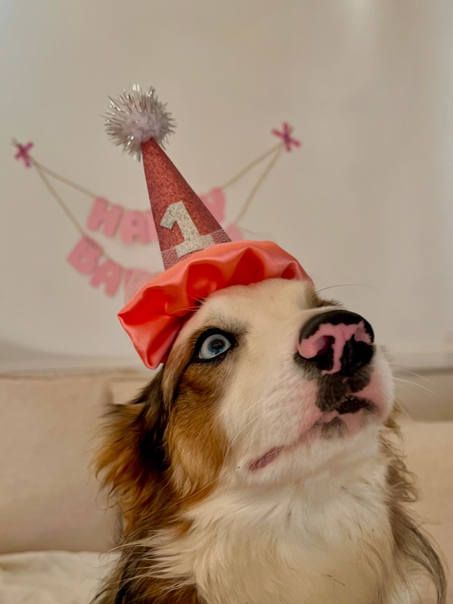 Create Your Own PAW-ty Hat