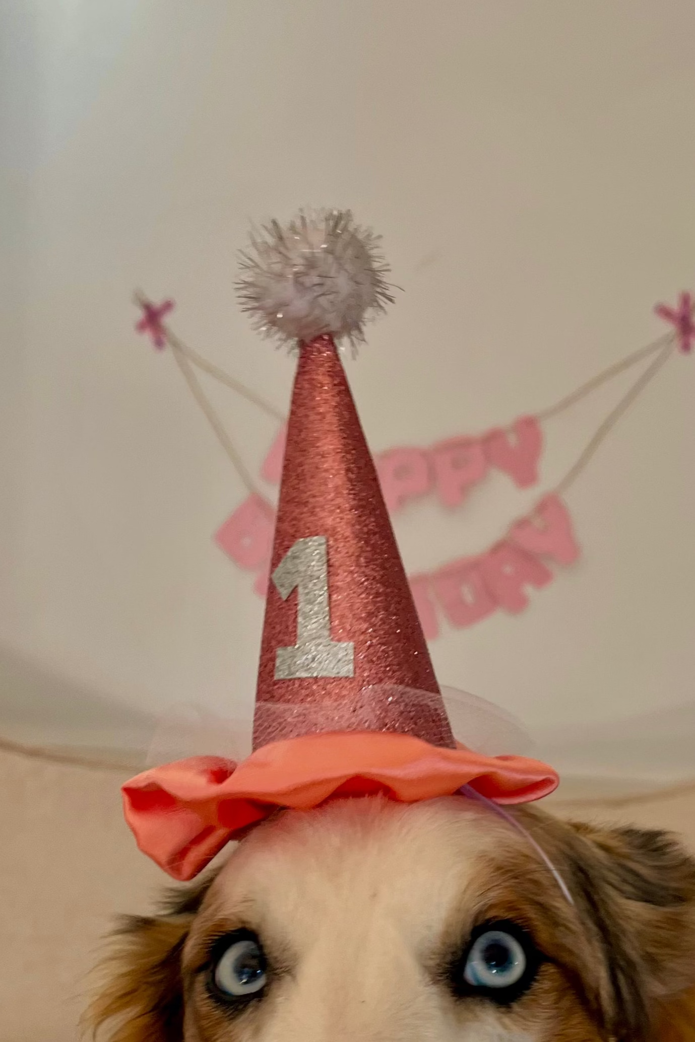 Create Your Own PAW-ty Hat