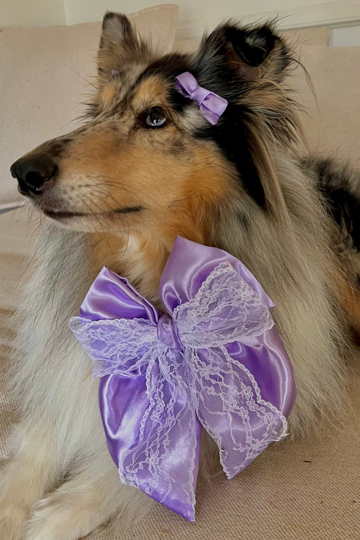 Luxe Big Bows