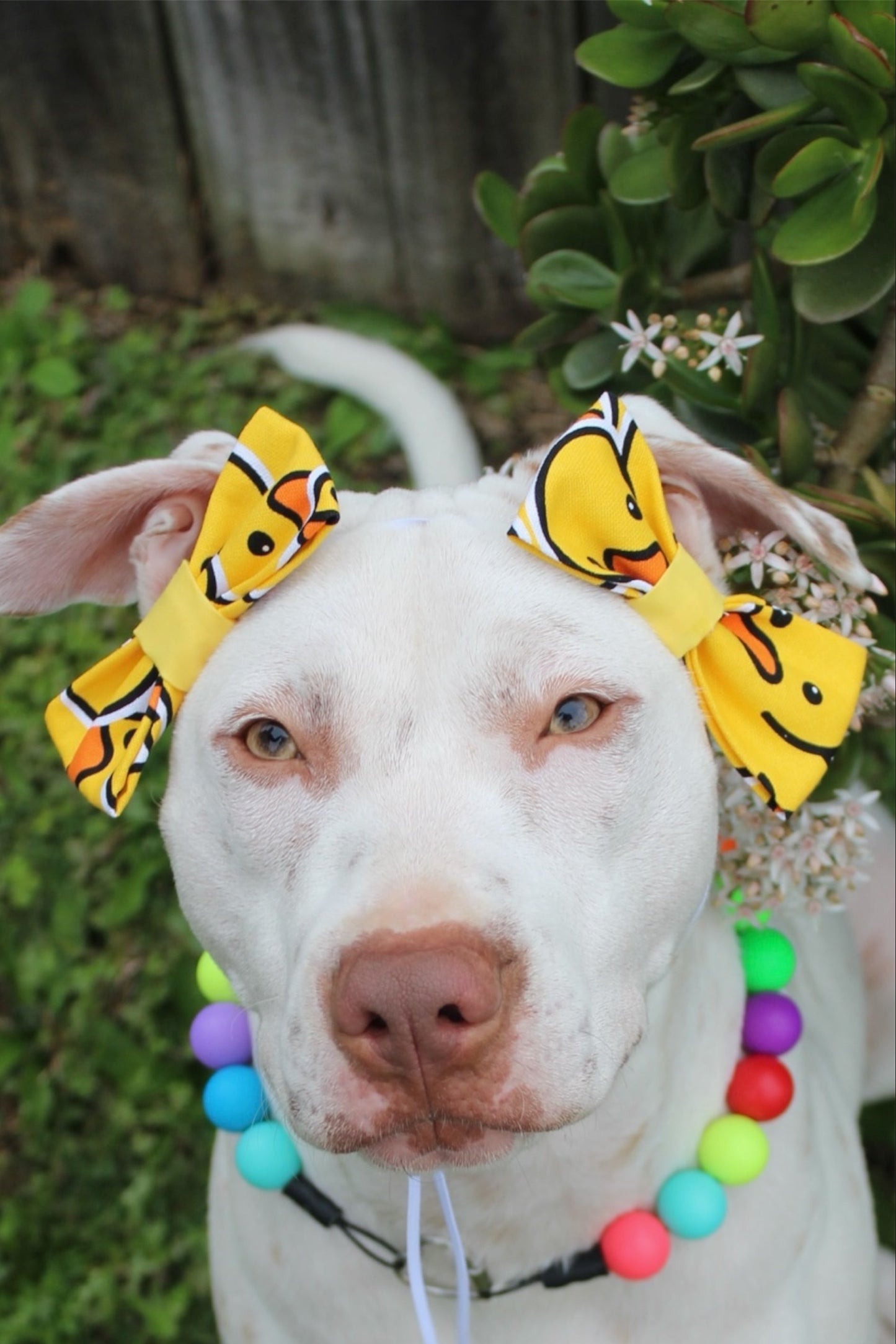 Hair Bows