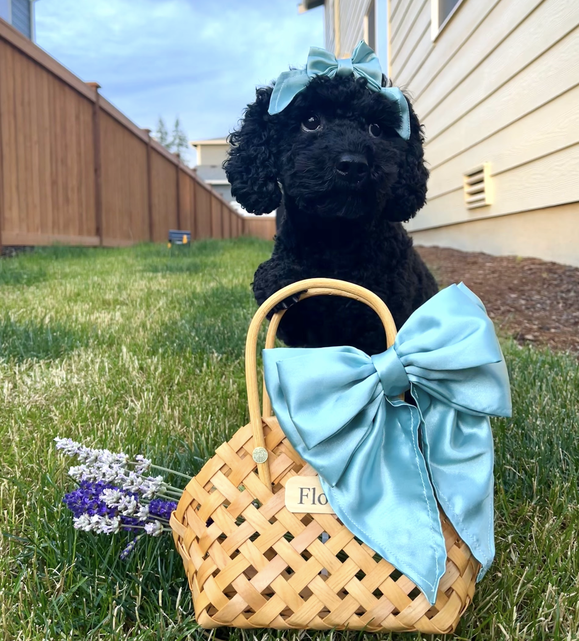 Bows, Hats + More!