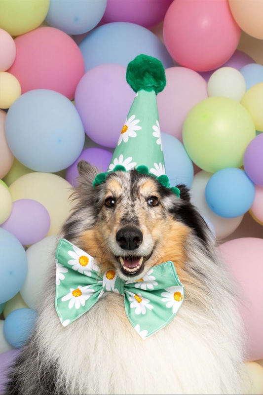 PAW-ty Hat