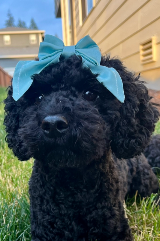 Mini Bows