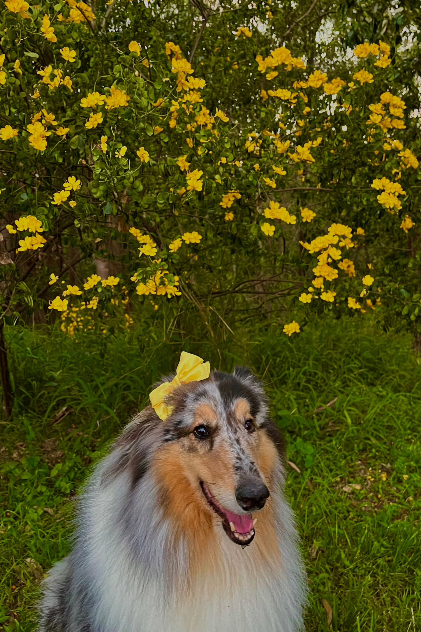 Mini Bows