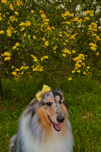 Mini Bows