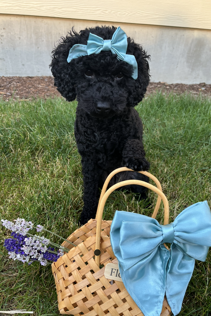Mini Bows