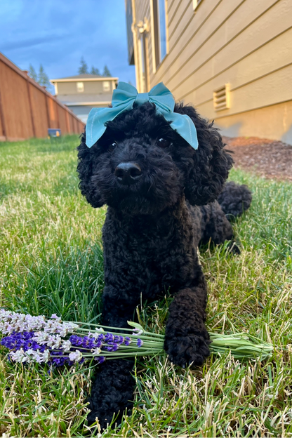Mini Bows