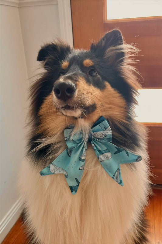Midi Bows